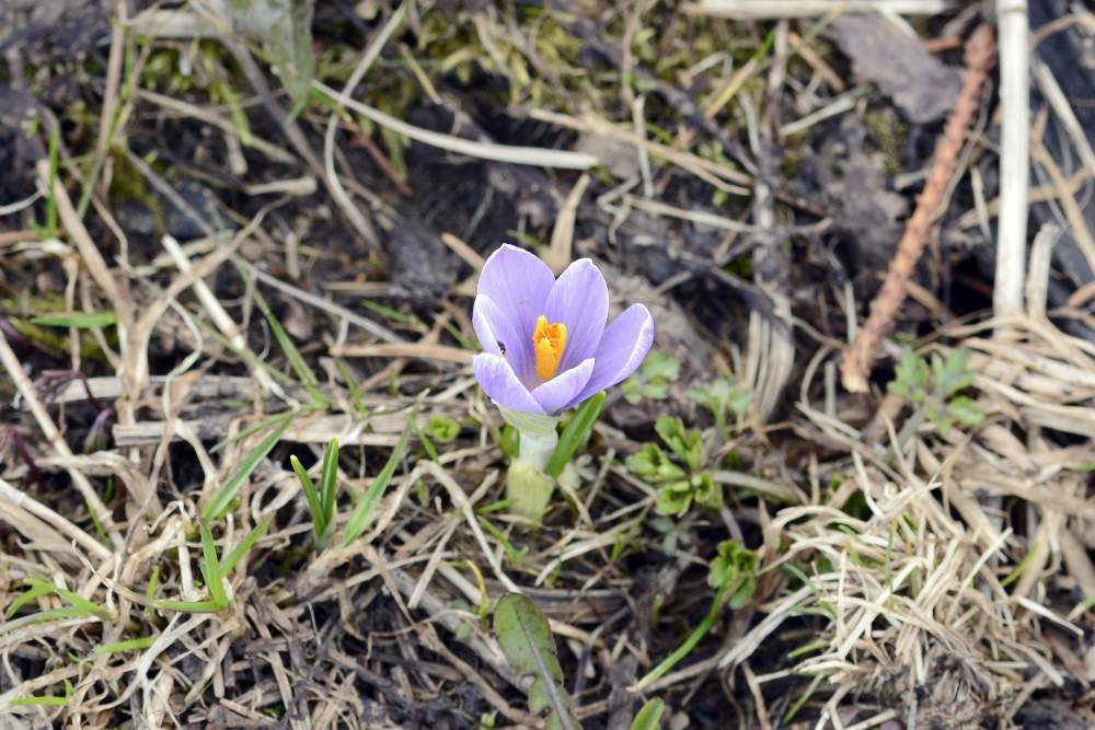 Crocus vernus